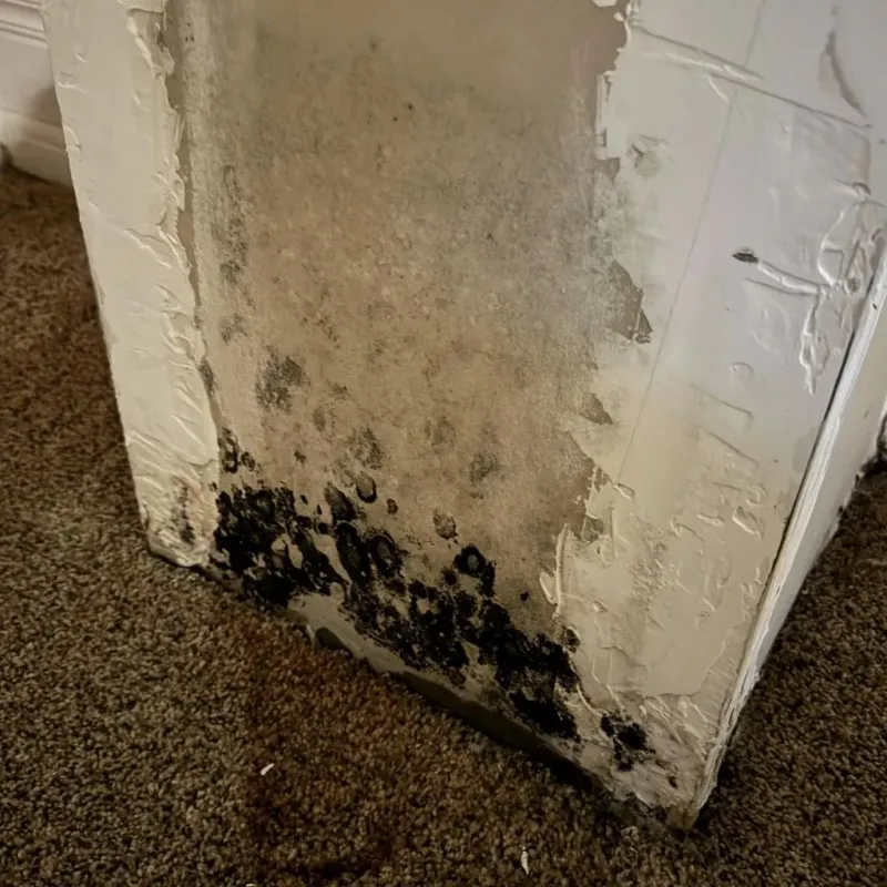 Professional Mold Removal in Double Oak, TX